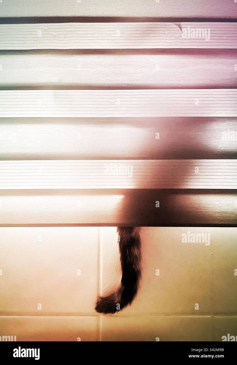 Cat hiding behind a blind with its tail on view - Smartphone Captured Stock Image