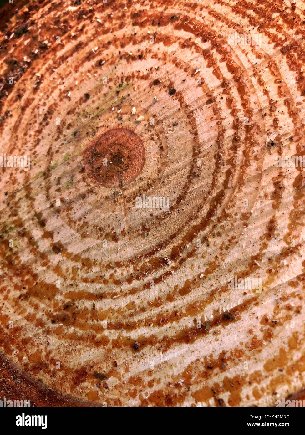 Climate change tree hi-res stock photography and images - Alamy