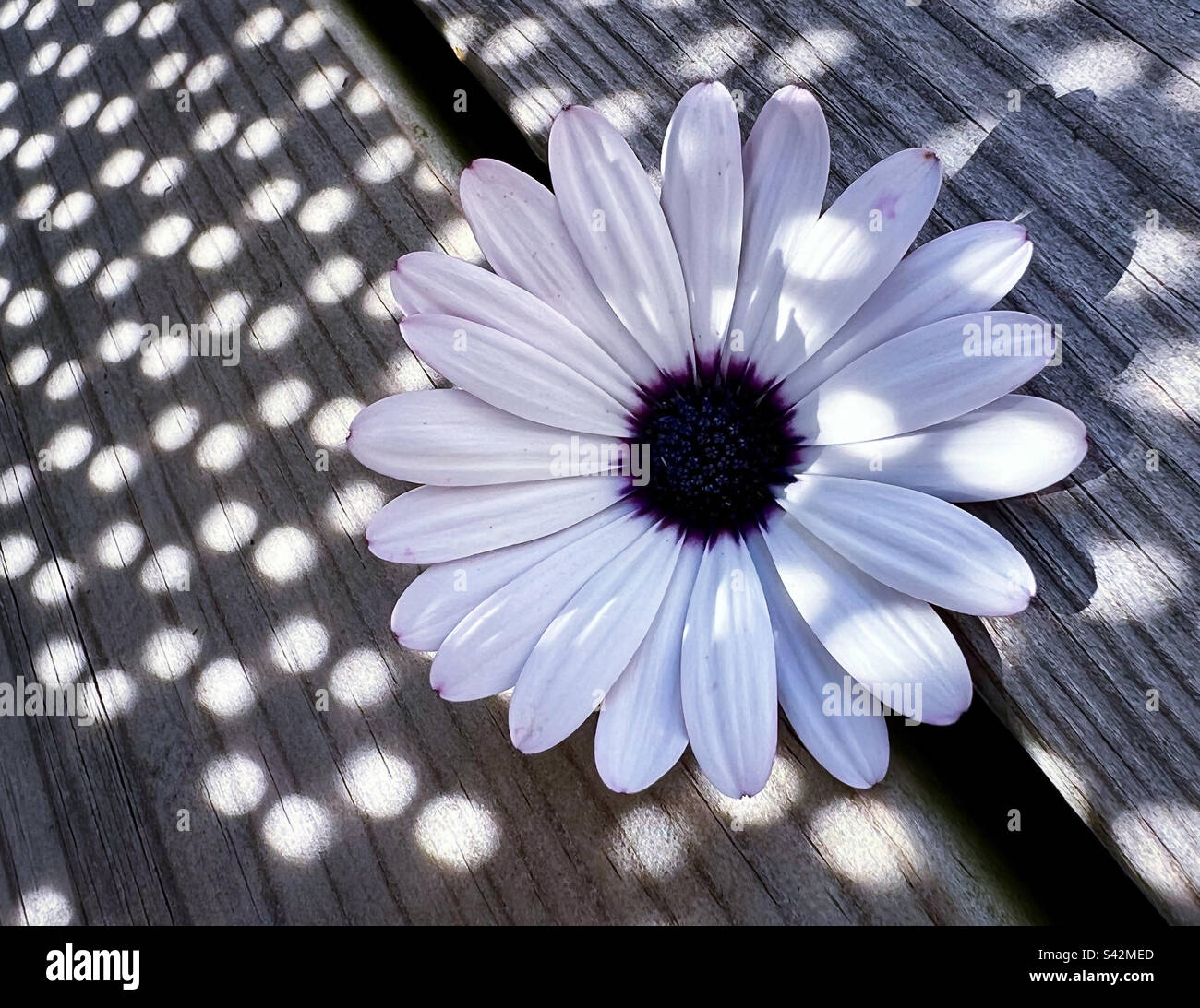 Dots - Smartphone Captured Stock Image