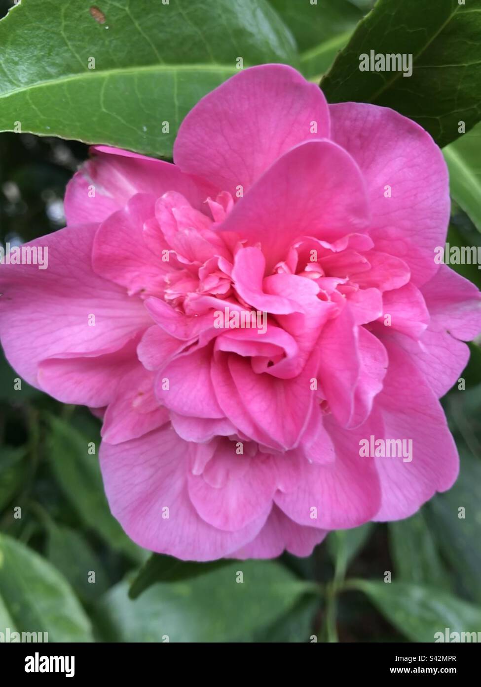 Bright pink blossom Japanese Camellia Japonica Stock Photo