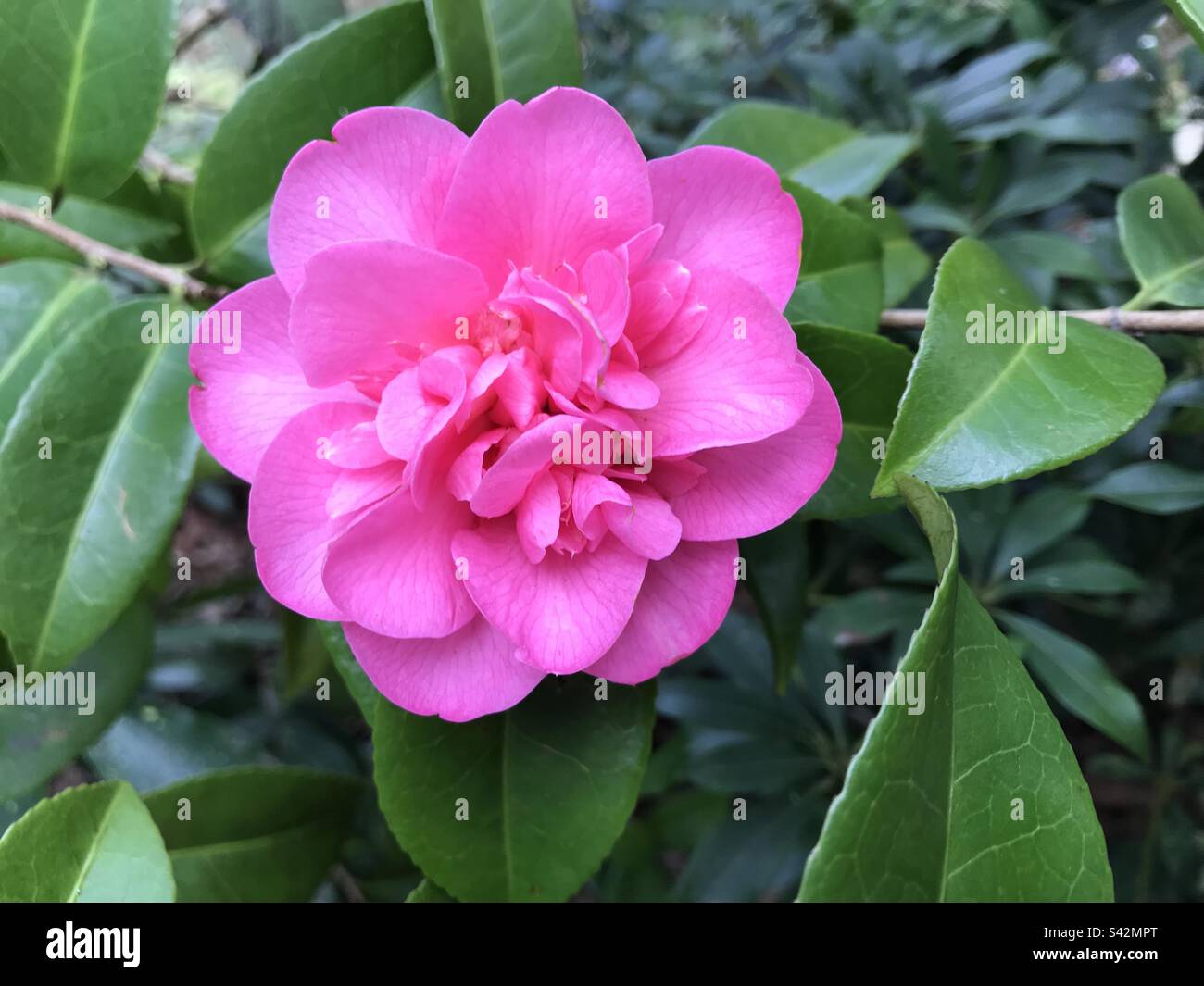 Japanese Camellia Japonica blossom bright pink Stock Photo