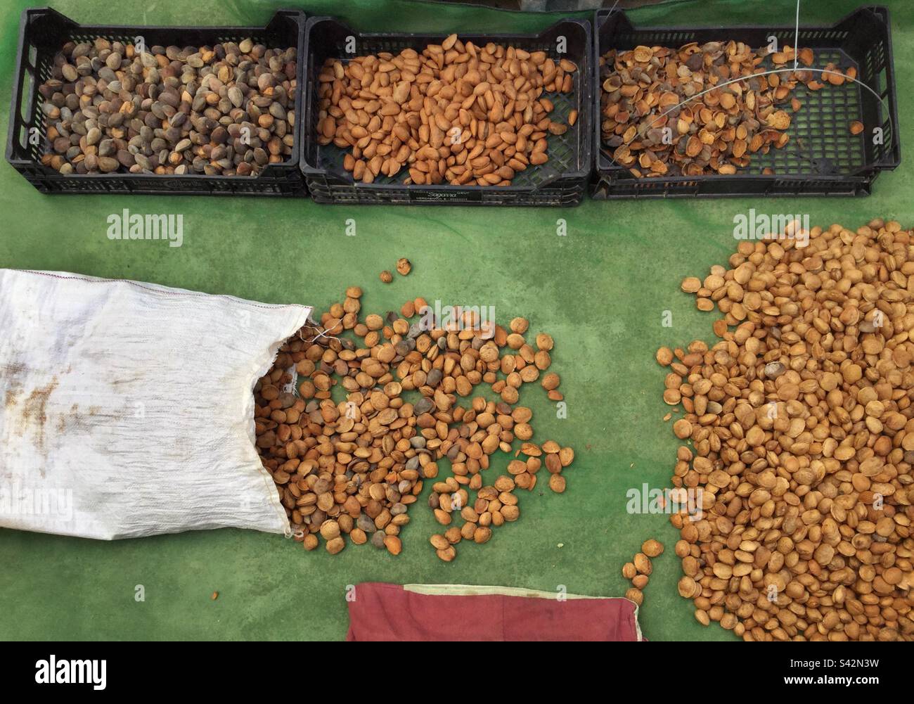 Sorting harvested almonds, Catalonia, Spain. - Smartphone Captured Stock Image