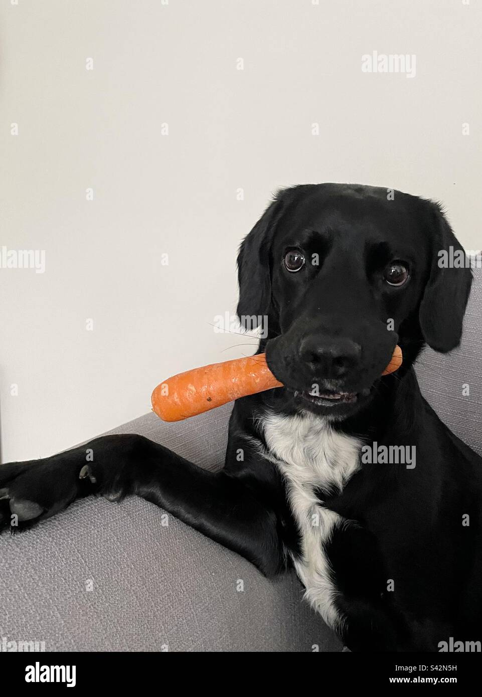 Do Raw Carrots Help Clean Dogs Teeth