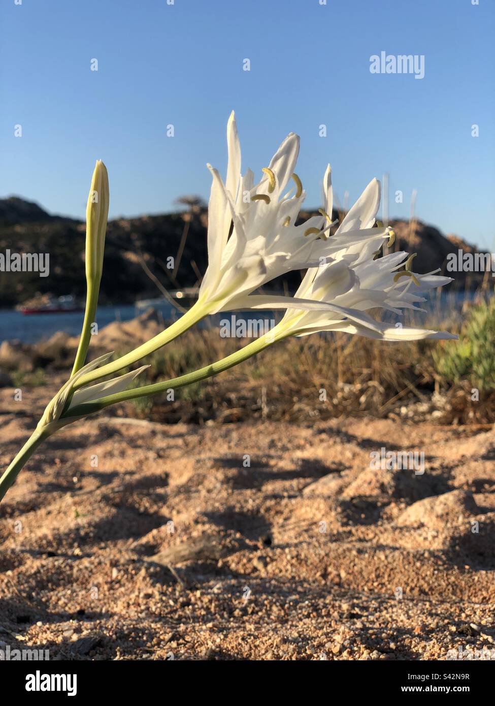 Sea Lily Flower Stock Photo