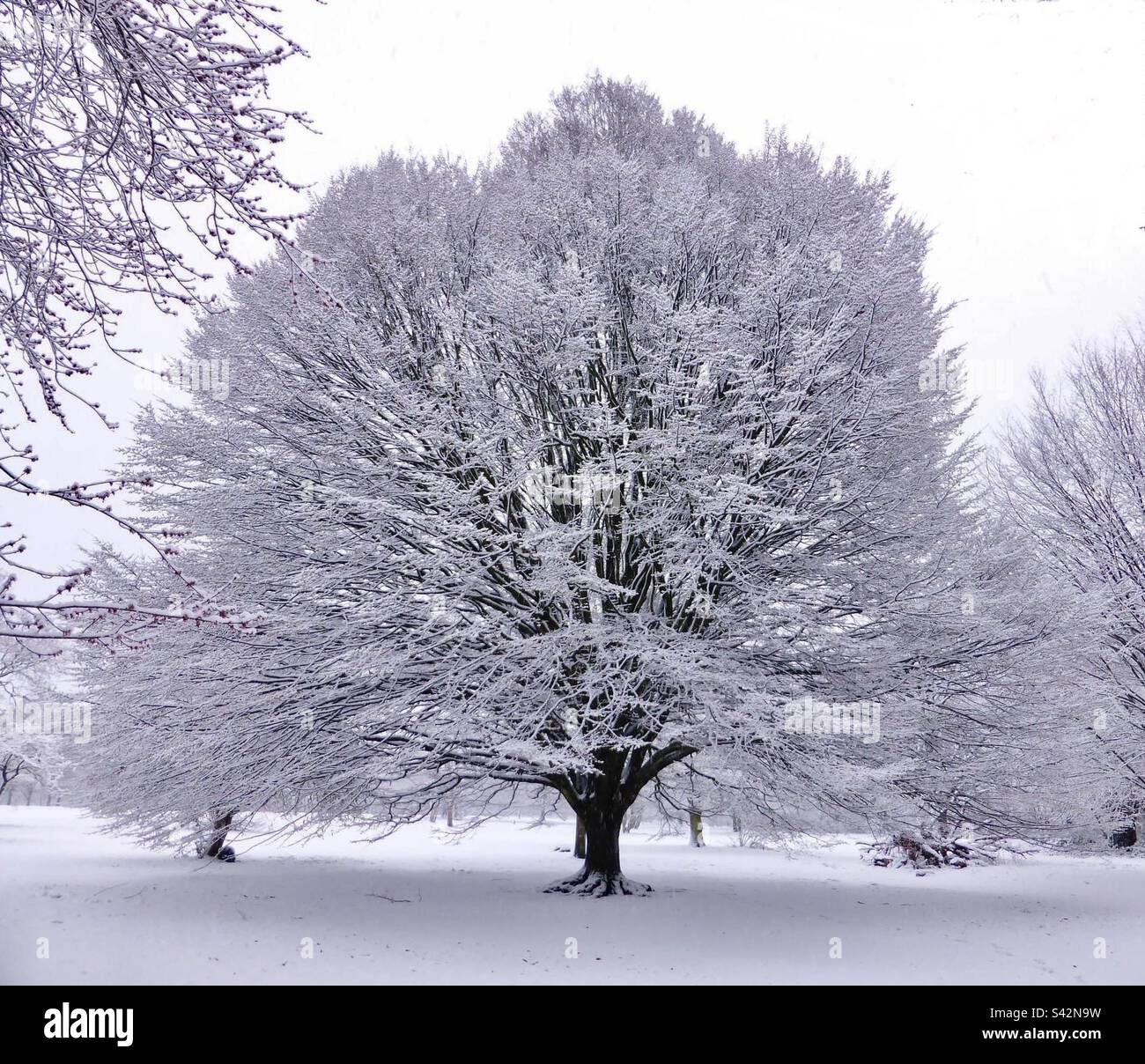 Massive tree in park Stock Photo