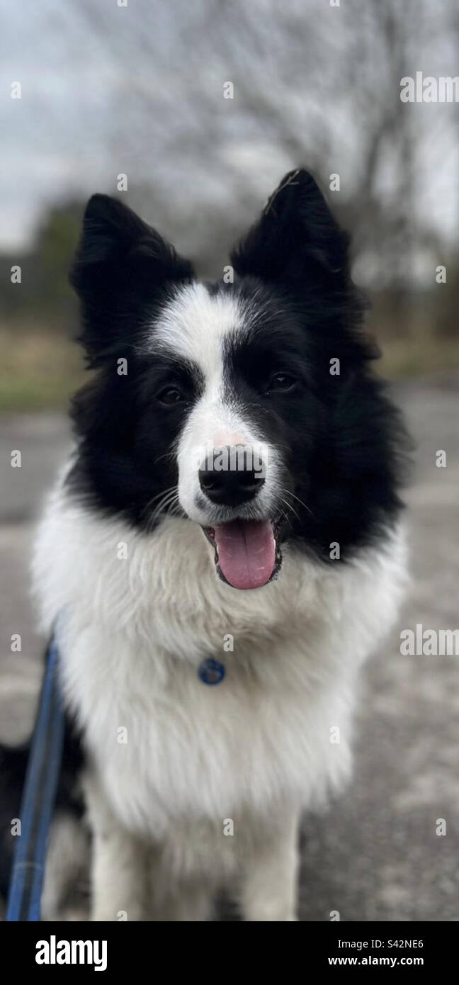 Long Haired Border Collie. Companion Sheepdog Stock Photo Alamy