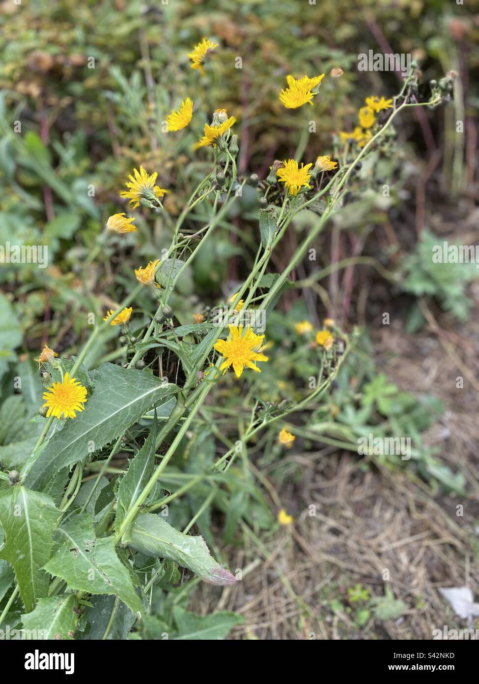 Weeds are pretty too Stock Photo