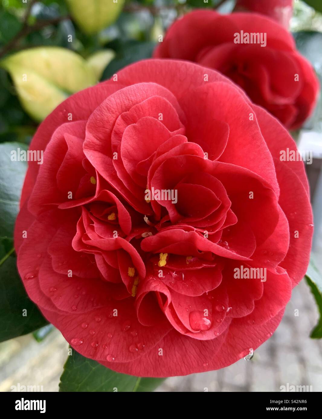 Vibrant red Camellia flower - Smartphone Captured Stock Image