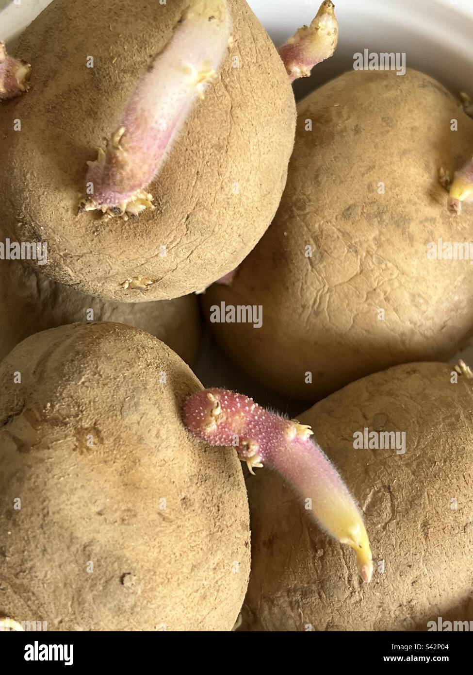 Chitting Potato’s Stock Photo
