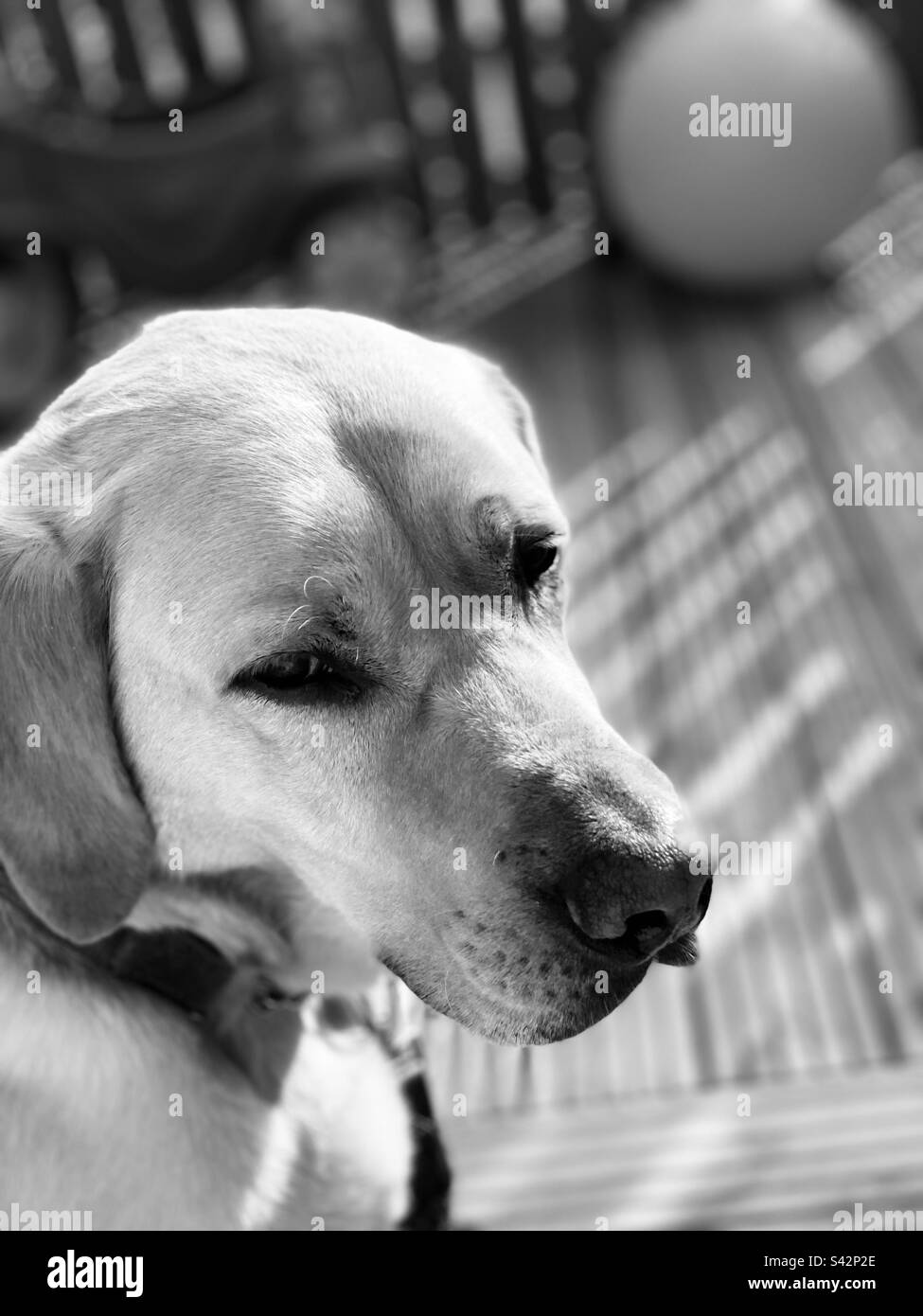 Man’s best friend Stock Photo Alamy
