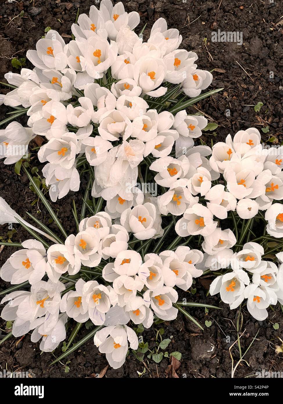 White crocuses from above - Smartphone Captured Stock Image