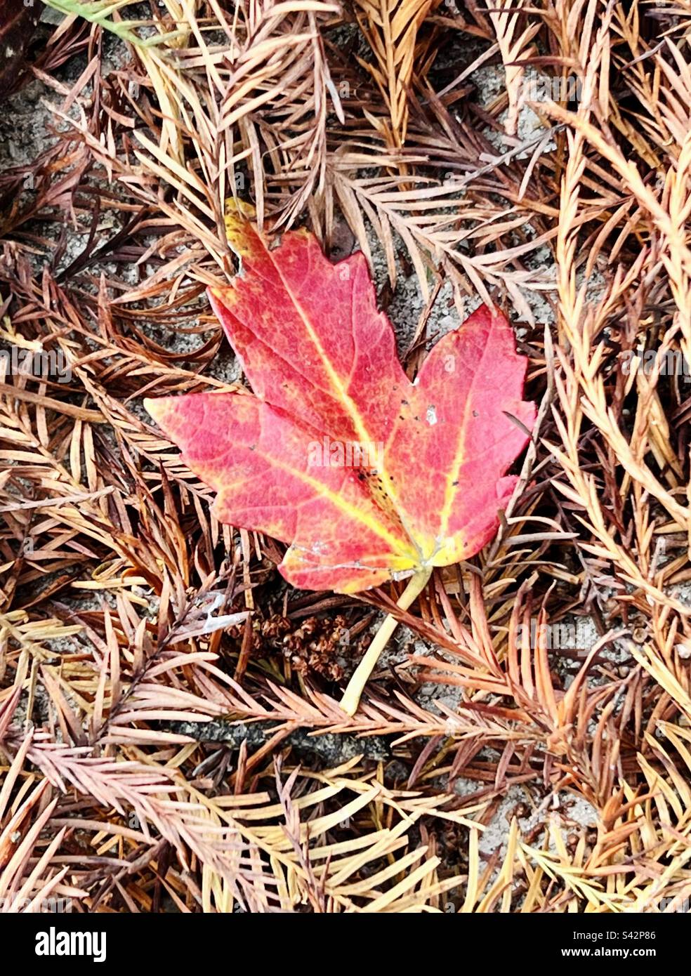 Fallen and drying maple leaf atop dry pine needles Stock Photo Alamy