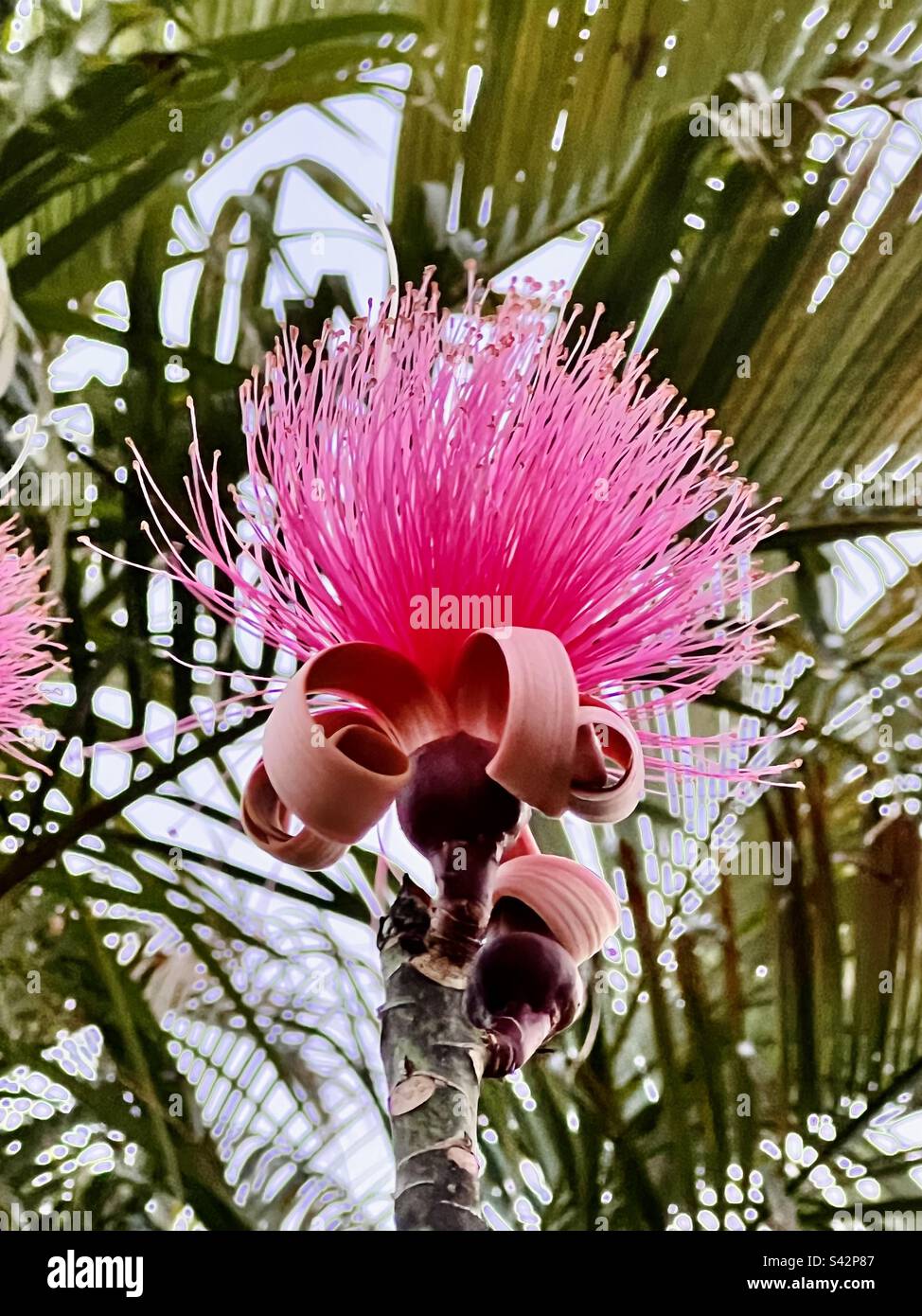 BOMBAX/ AMAPOLA Shaving Brush Tree flowers have shaving-brush- like 'bristles' with about 400 pollen-producing stamens and one stigma-bearing style, all slender, stiff and pink. Stock Photo