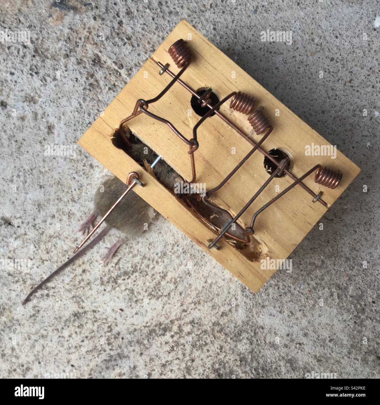 Mouse caught in trap, Catalonia, Spain. Stock Photo