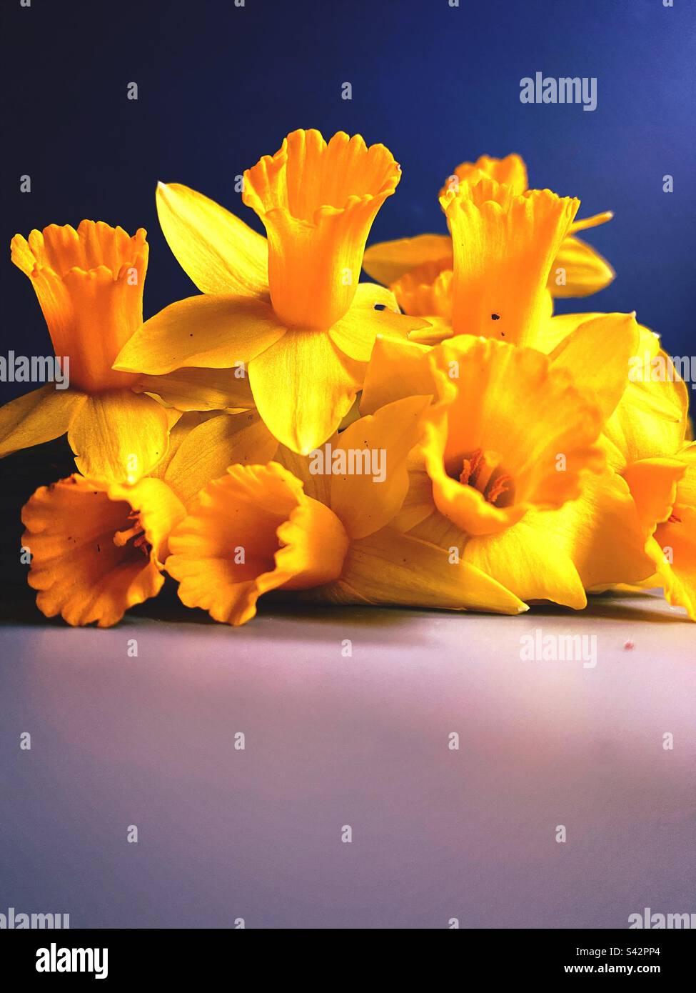 Bunch of yellow daffodils with copy space - Smartphone Captured Stock Image