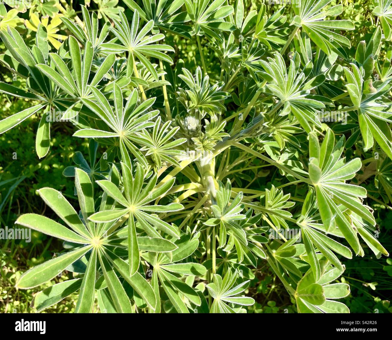 Springtime! Green leaves of a lupin plant growing wild in Portugal Stock Photo