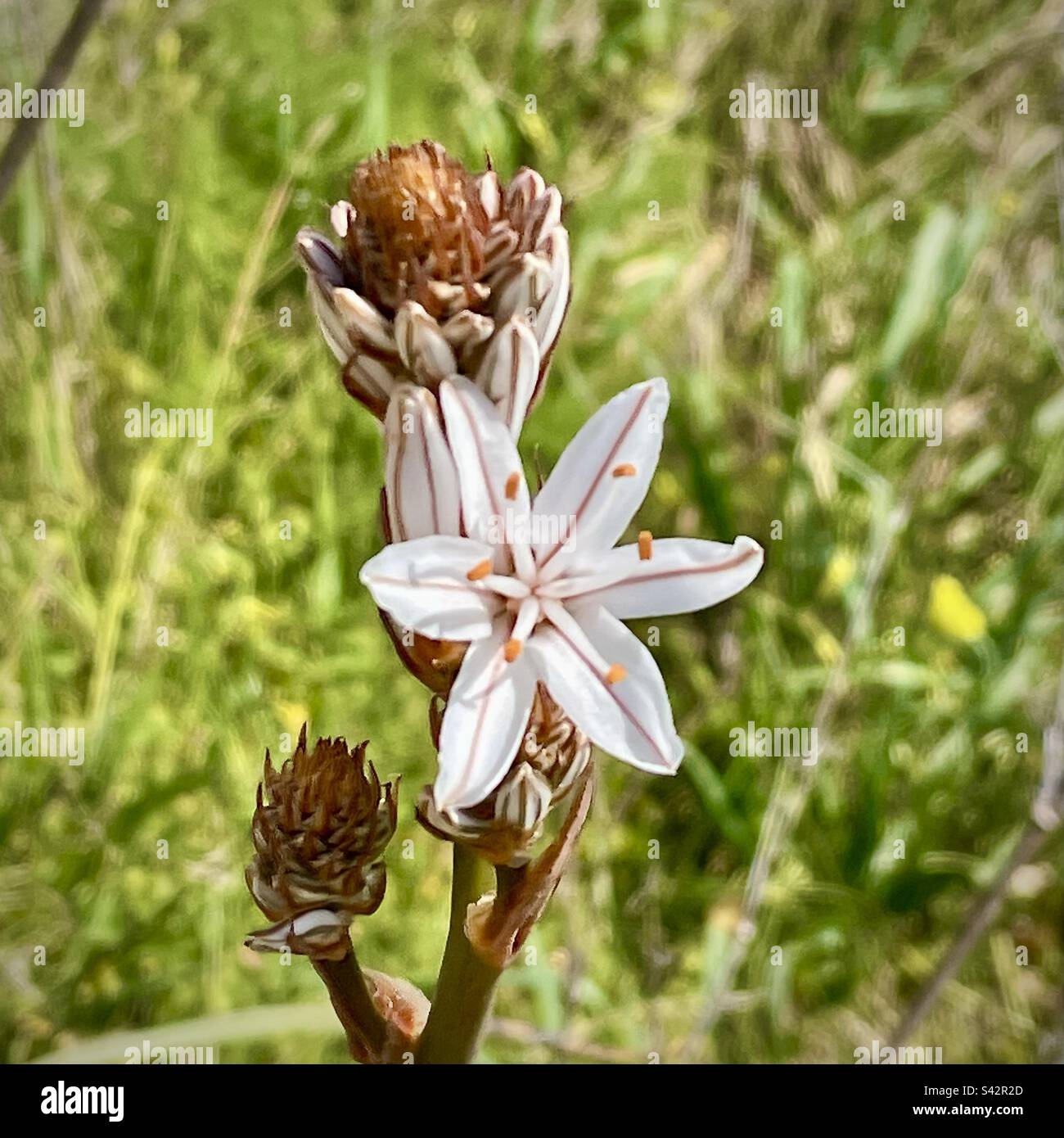 Spring wildflowers. Closeup view of an onion weed flower. The branched asphodel is native to the Mediterranean region and grows wild in rural Portugal. Stock Photo