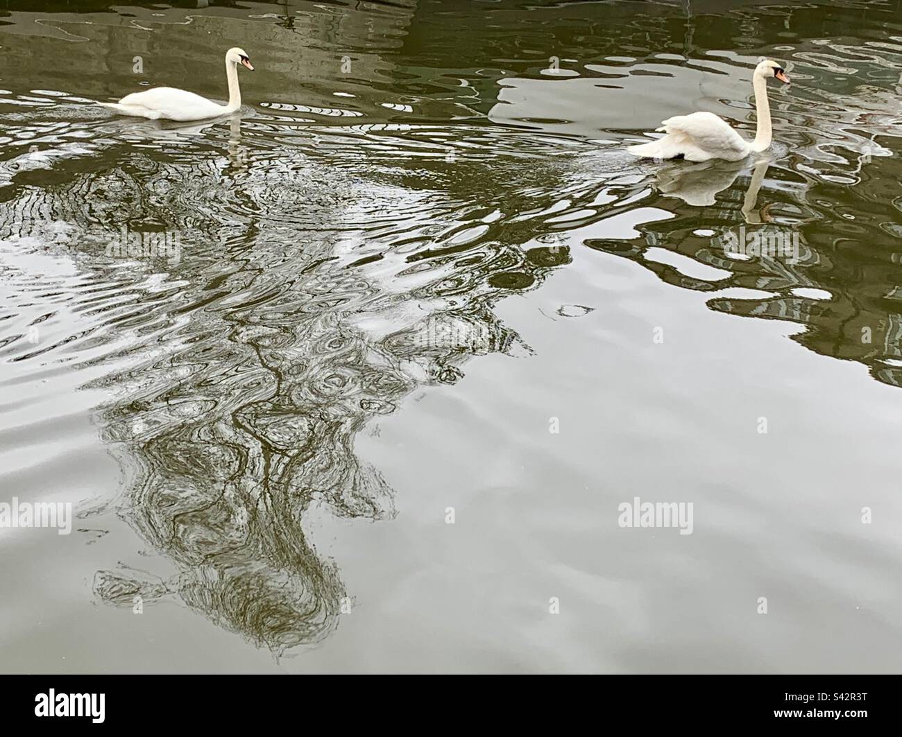 Two swans swimming in green water of East London canal with reflections and ripples on water - Smartphone Captured Stock Image