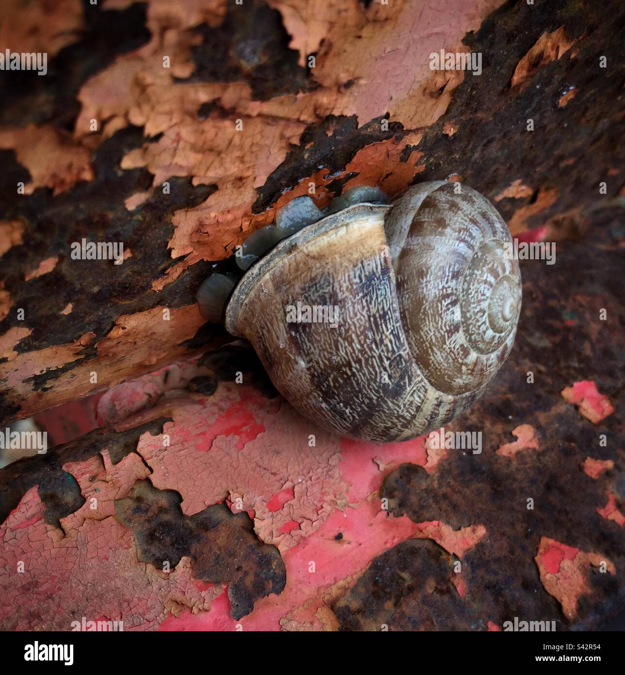 Snail on rusty farm machinery, Catalonia, Spain. - Smartphone Captured Stock Image