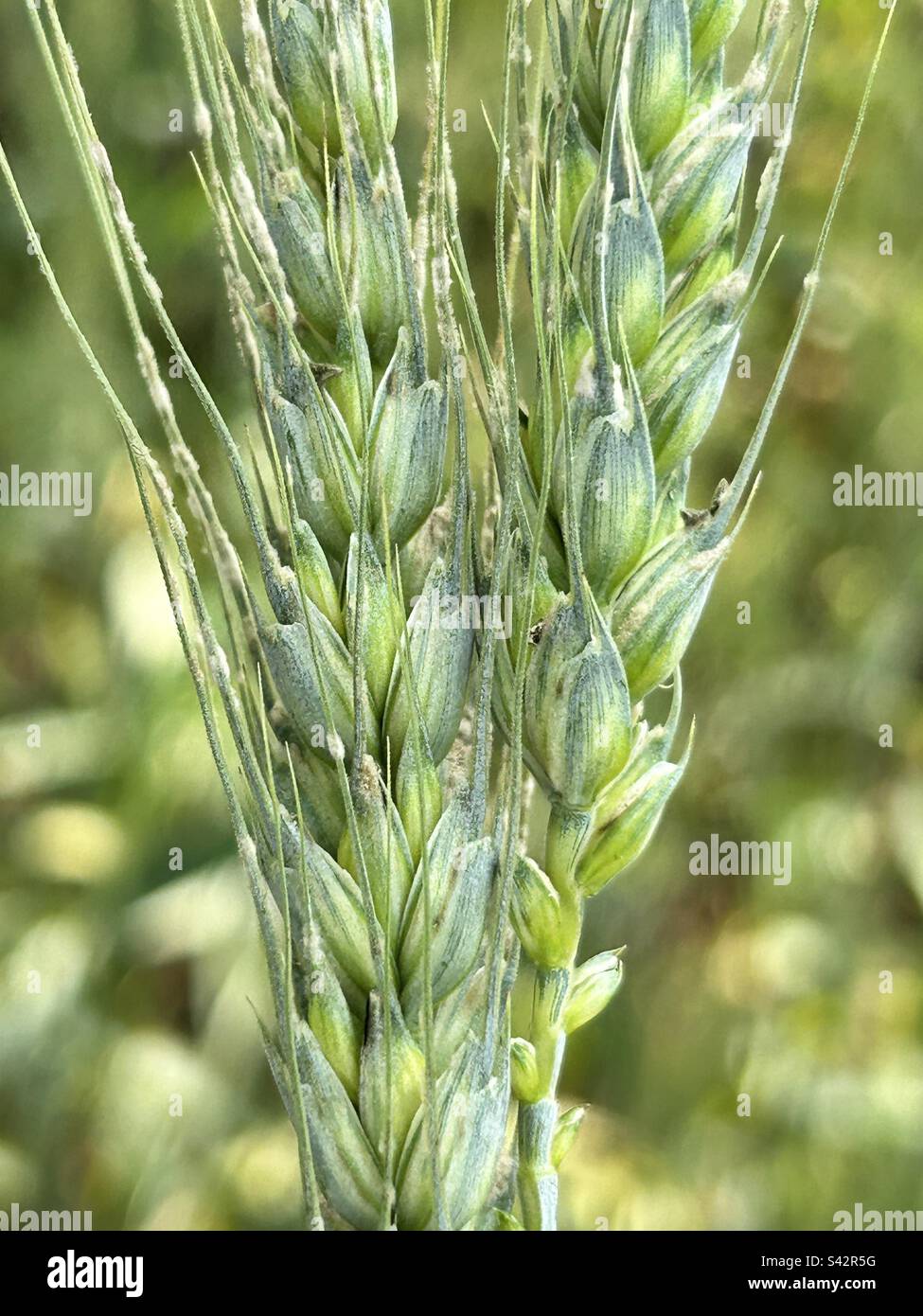Wheat spike and spikelets having severe infestation of powdery mildew Stock Photo