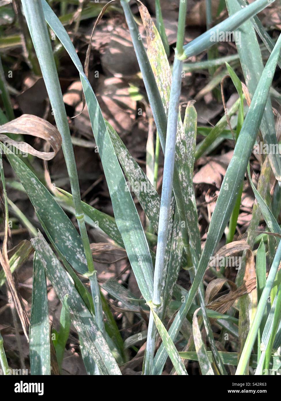 Wheat plant having severe infestation of powdery mildew Stock Photo