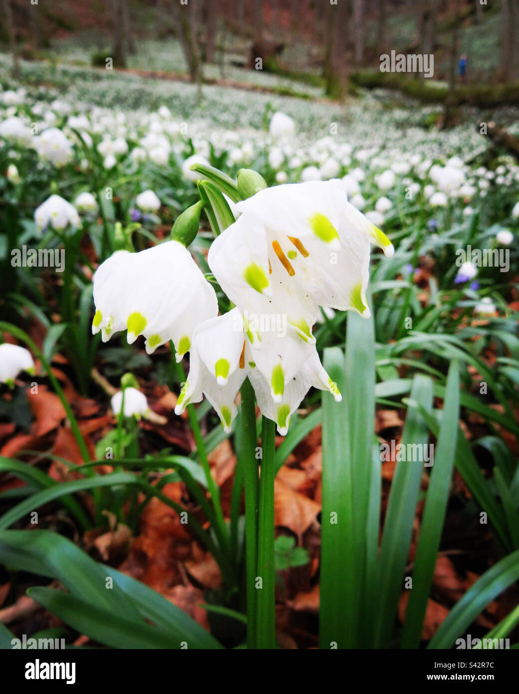 Snowdrops at the woods! Walterswil! Switzerland! Stock Photo
