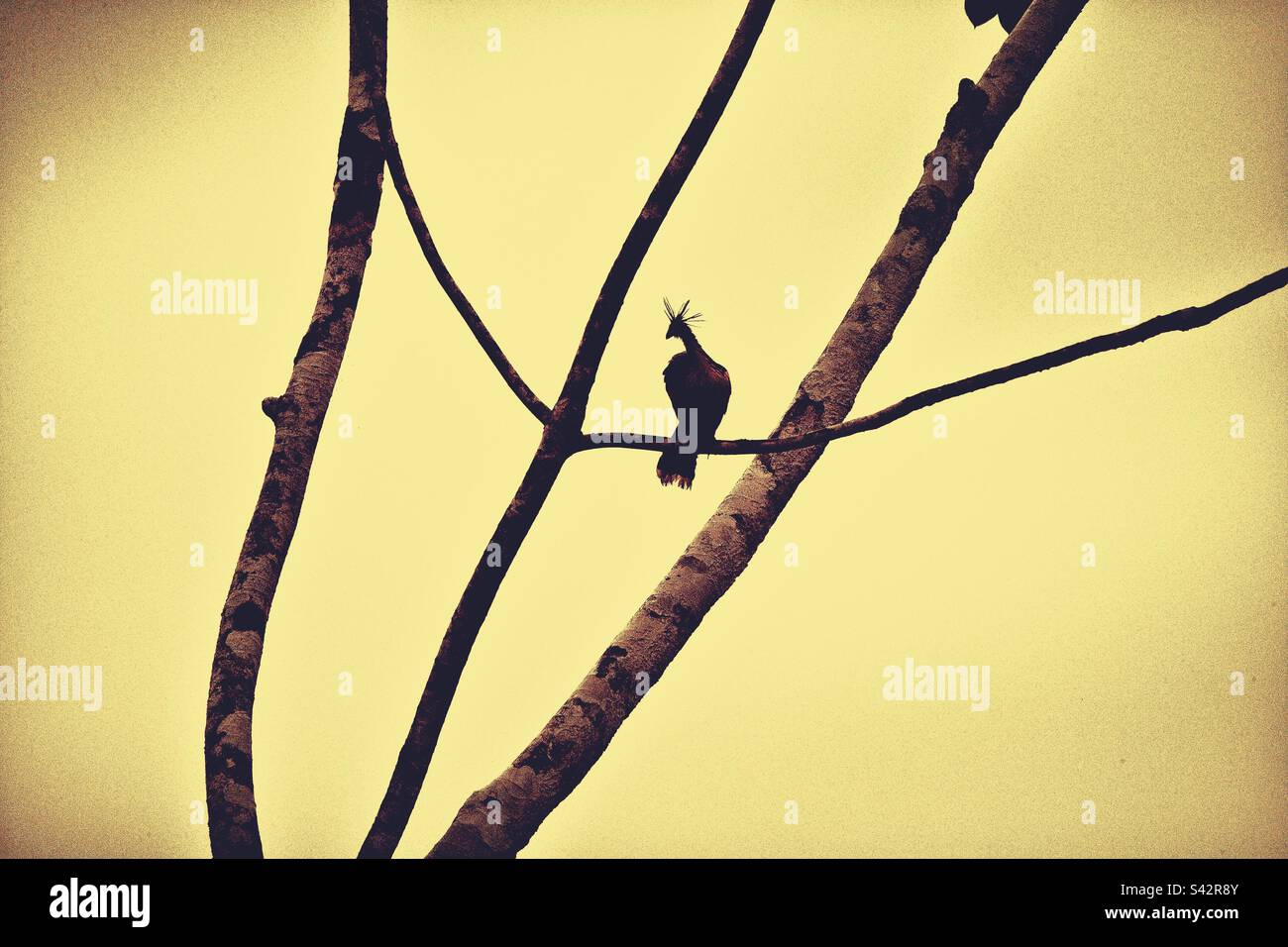 Hoatzin (Opisthocomus hoazin) perching a tree without leaves in the upper Amazon rainforest in Ecuador - Smartphone Captured Stock Image