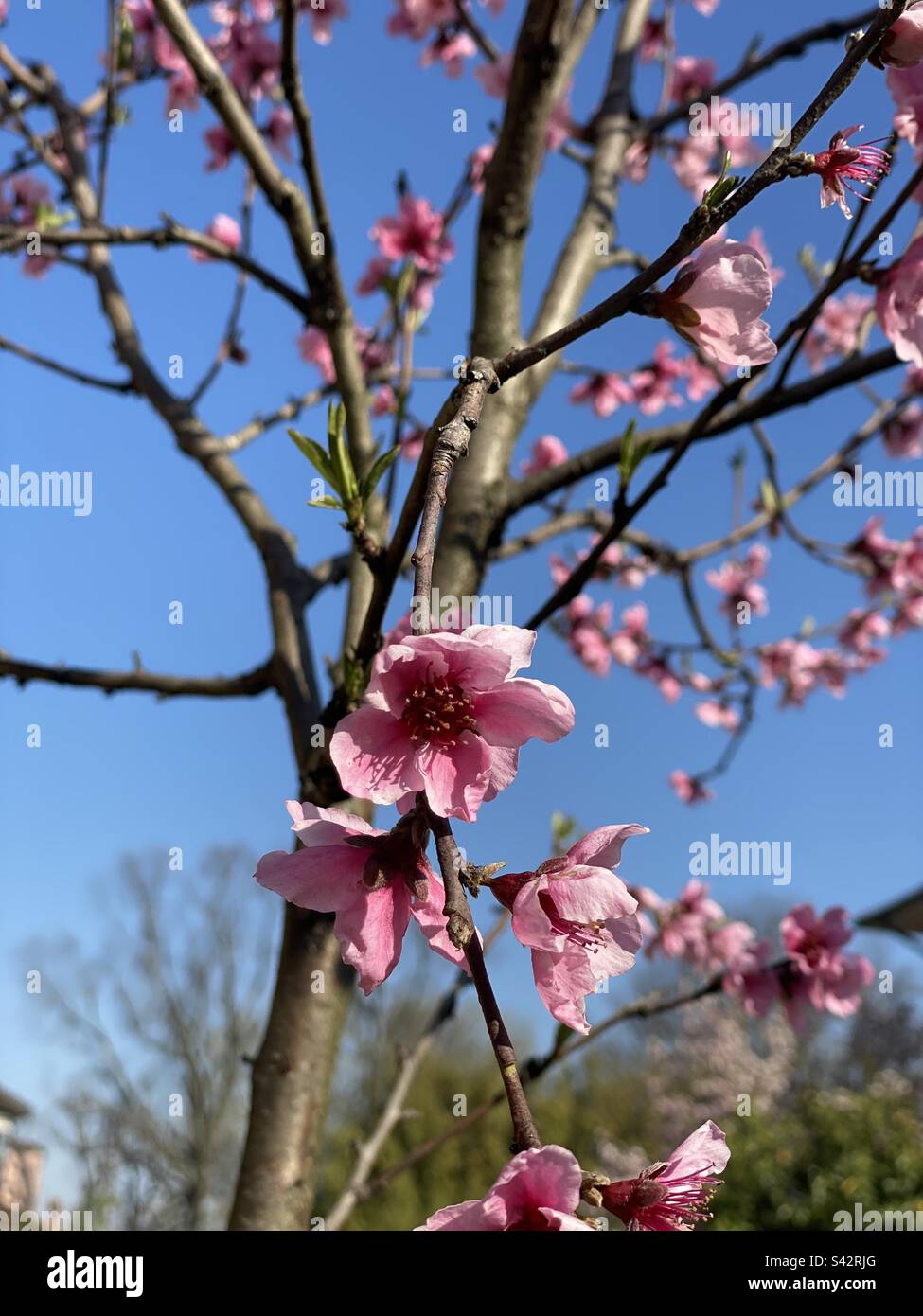 Spring awakening, spring of march, blue spring sky, pink flowering tree