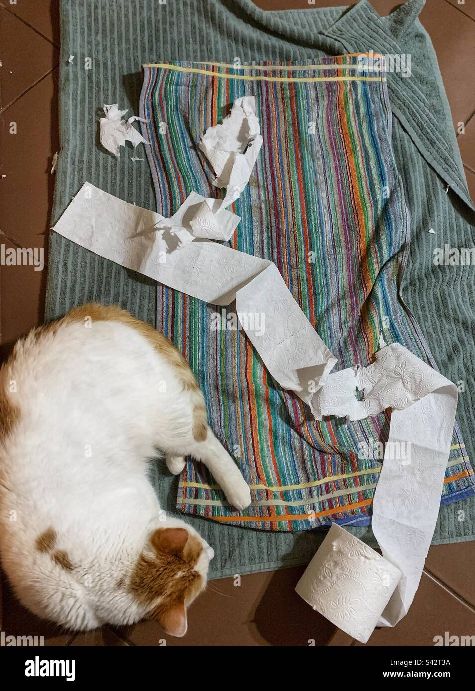 Cat’s life. Resting after hard work done Stock Photo Alamy