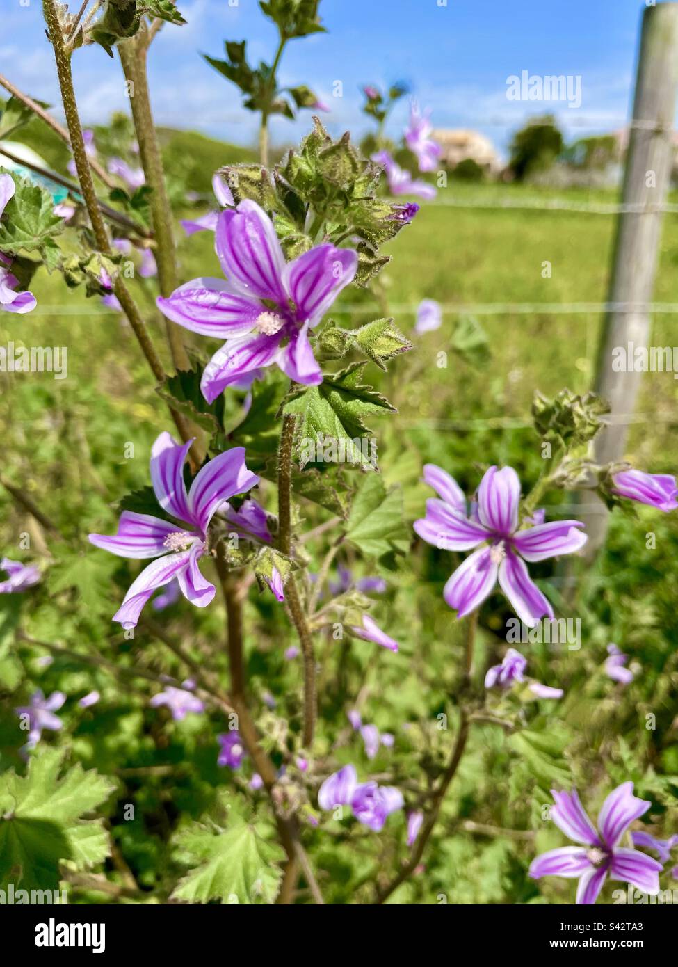Pink and purple wildflowers the Malva sylvestris is also known as the common mallow. These wildflowers are found in the Algarve region of Portugal Stock Photo