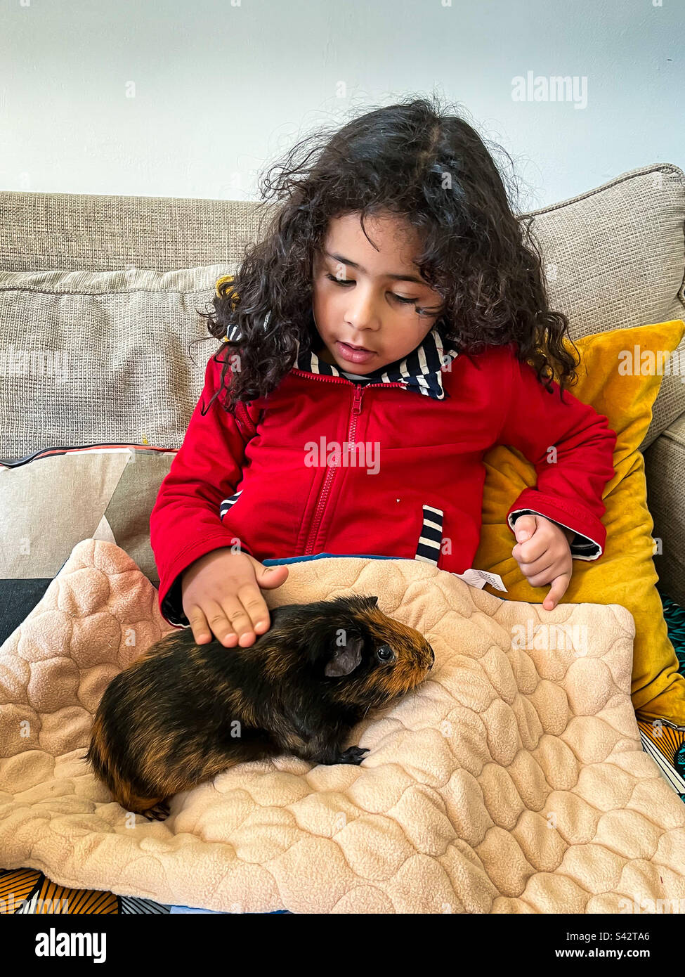 Young girl plays with Guinea Pig Stock Photo Alamy