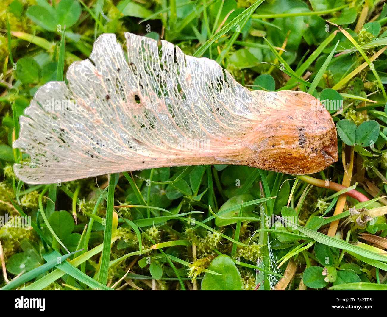 Sycamore seed, Acer pseudoplatanus, seeds itself in a grass lawn Stock