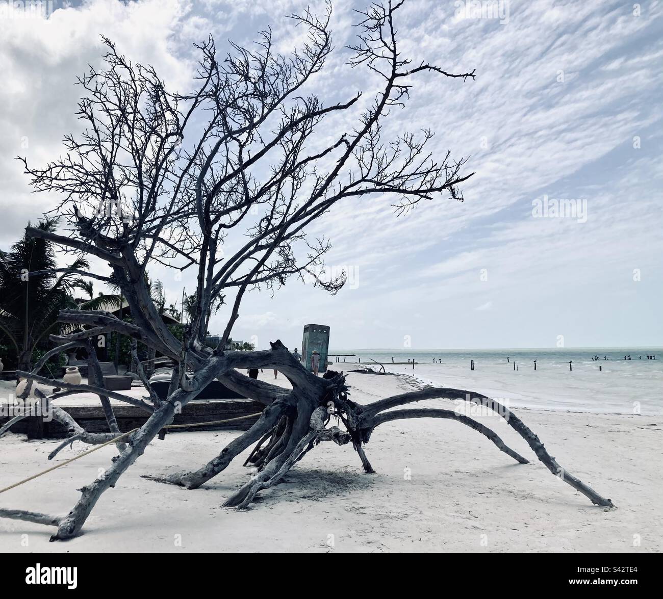A creature like tree appears to be crawling into the sea. - Smartphone Captured Stock Image
