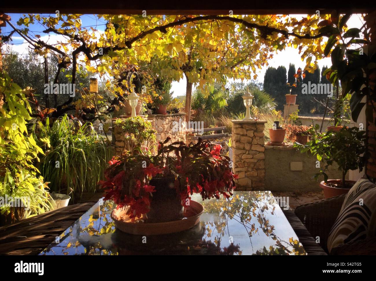 Grapevine arbor and garden, Catalonia, Spain. - Smartphone Captured Stock Image