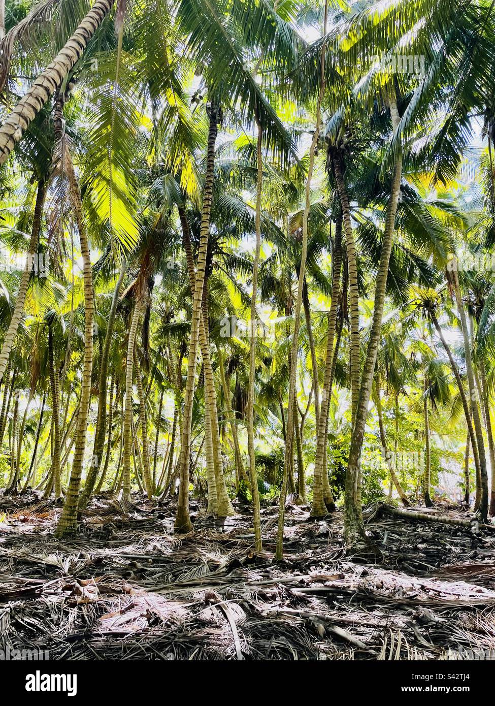Palm tree forest in the Caribbean islands, paradise. Secluded and surreal landscape - Smartphone Captured Stock Image