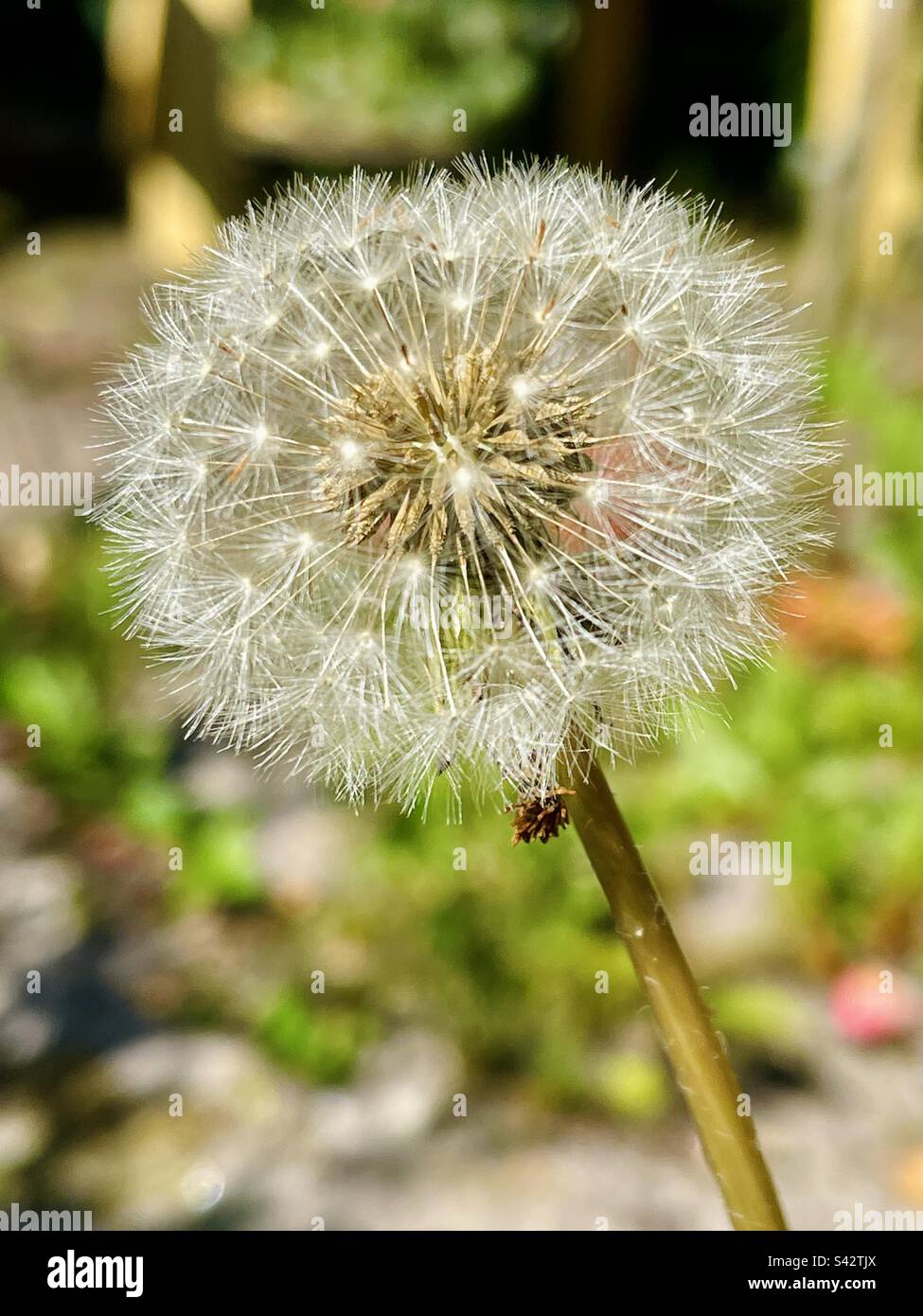Close up photo with blur background of Dandelion, Taraxacum erythrospermum Stock Photo