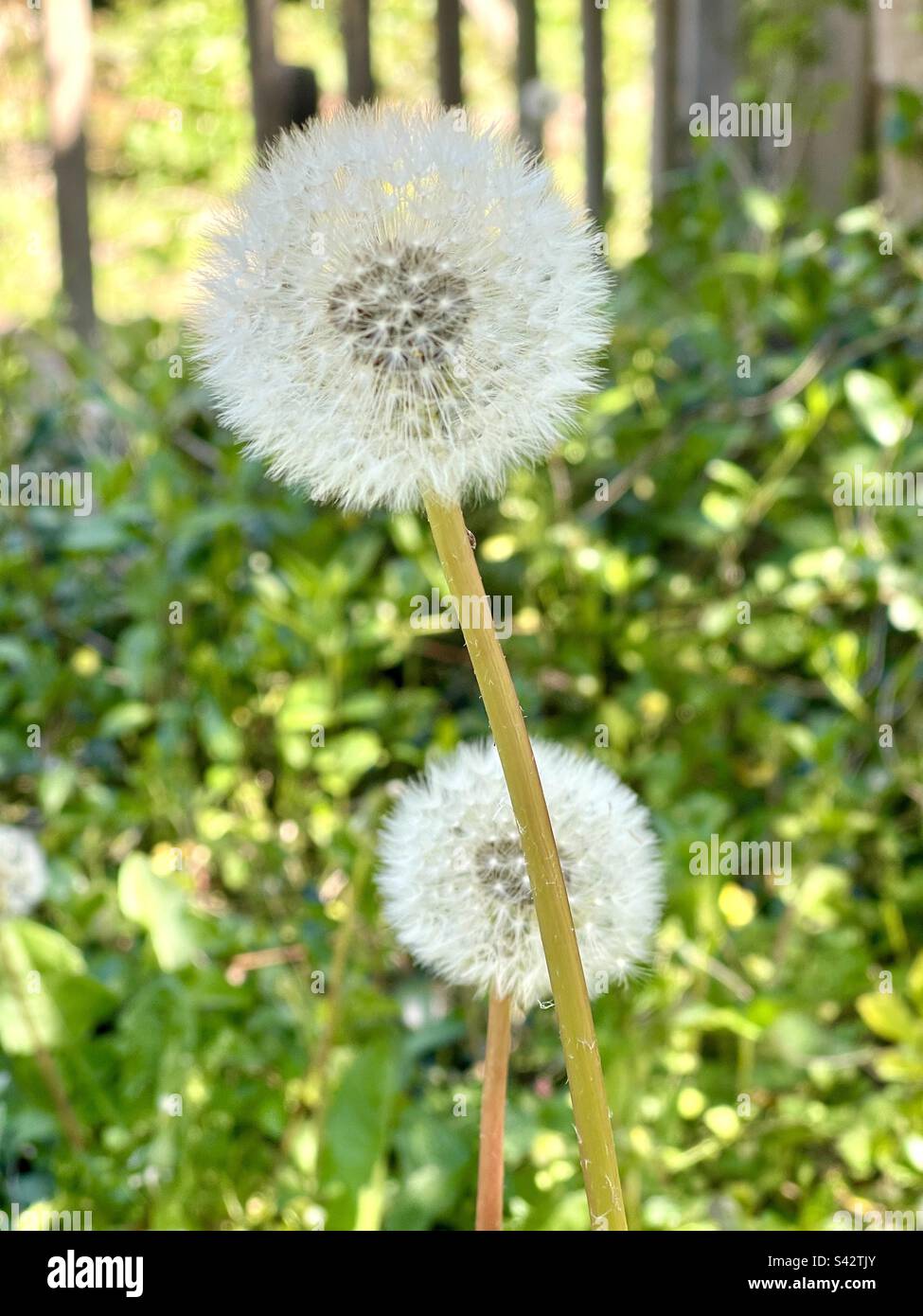 Close up photo of a dandelion, Taraxacum erythrospermum Stock Photo