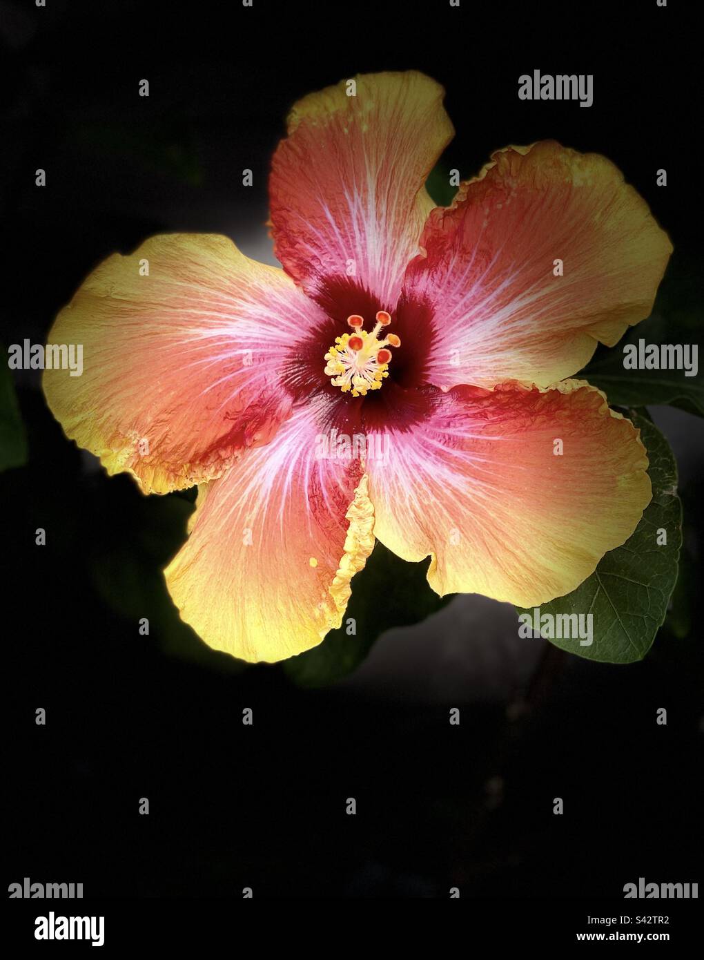 Chinese hibiscus glowing. Stock Photo