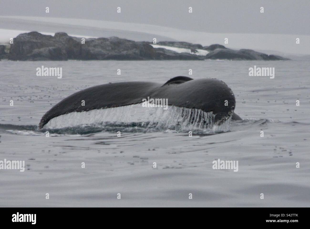Fluke of a whale in Antarctica Stock Photo