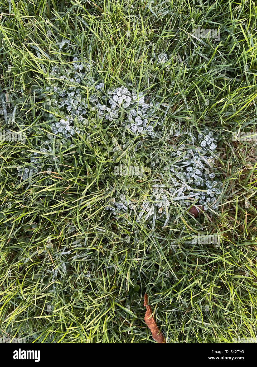 Frozen grass in spring, photographed in England Stock Photo