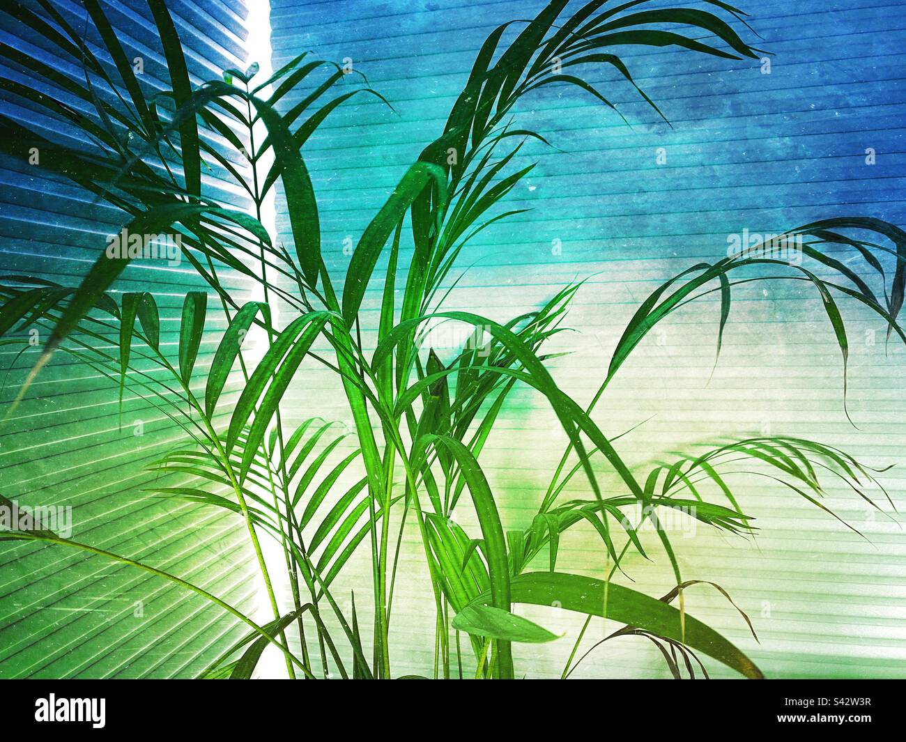 Leafy plant in front of window blinds - Smartphone Captured Stock Image