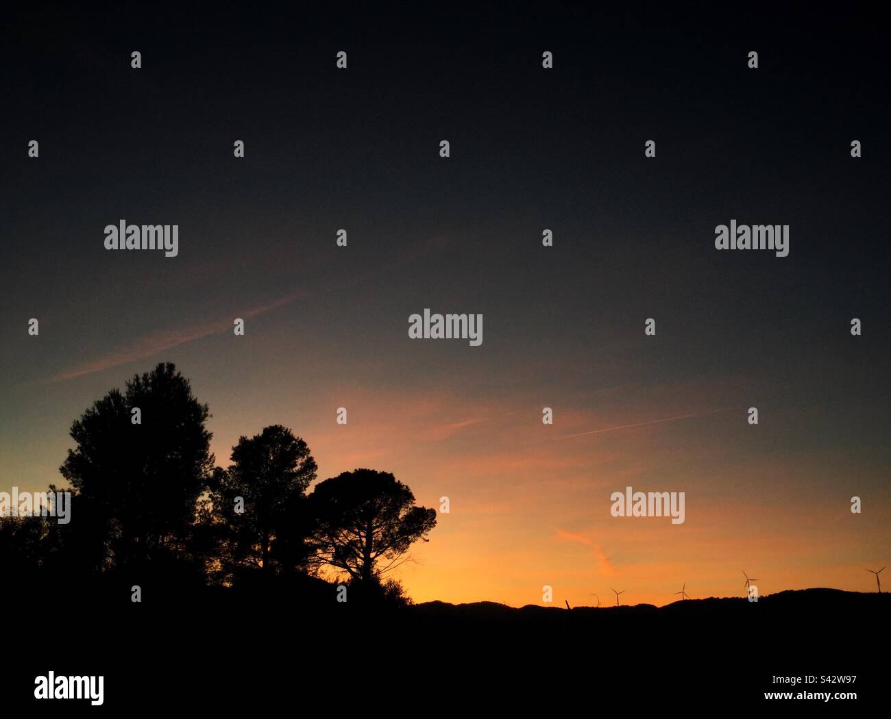 Pine trees at sunset, Catalonia, Spain. - Smartphone Captured Stock Image