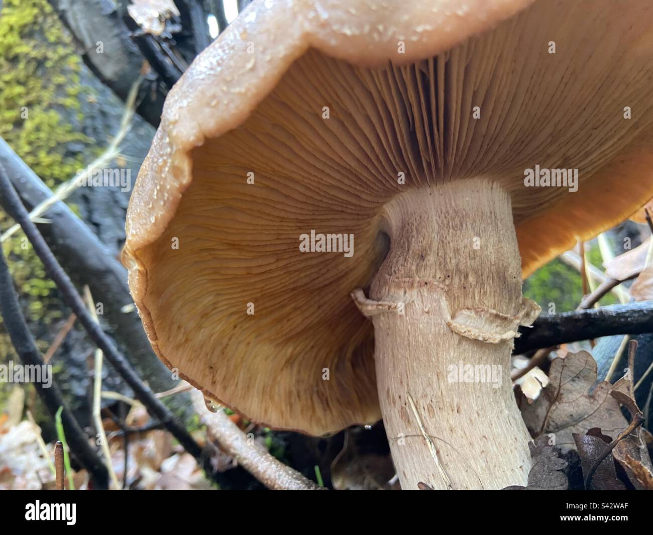 Honey mushroom Stock Photo