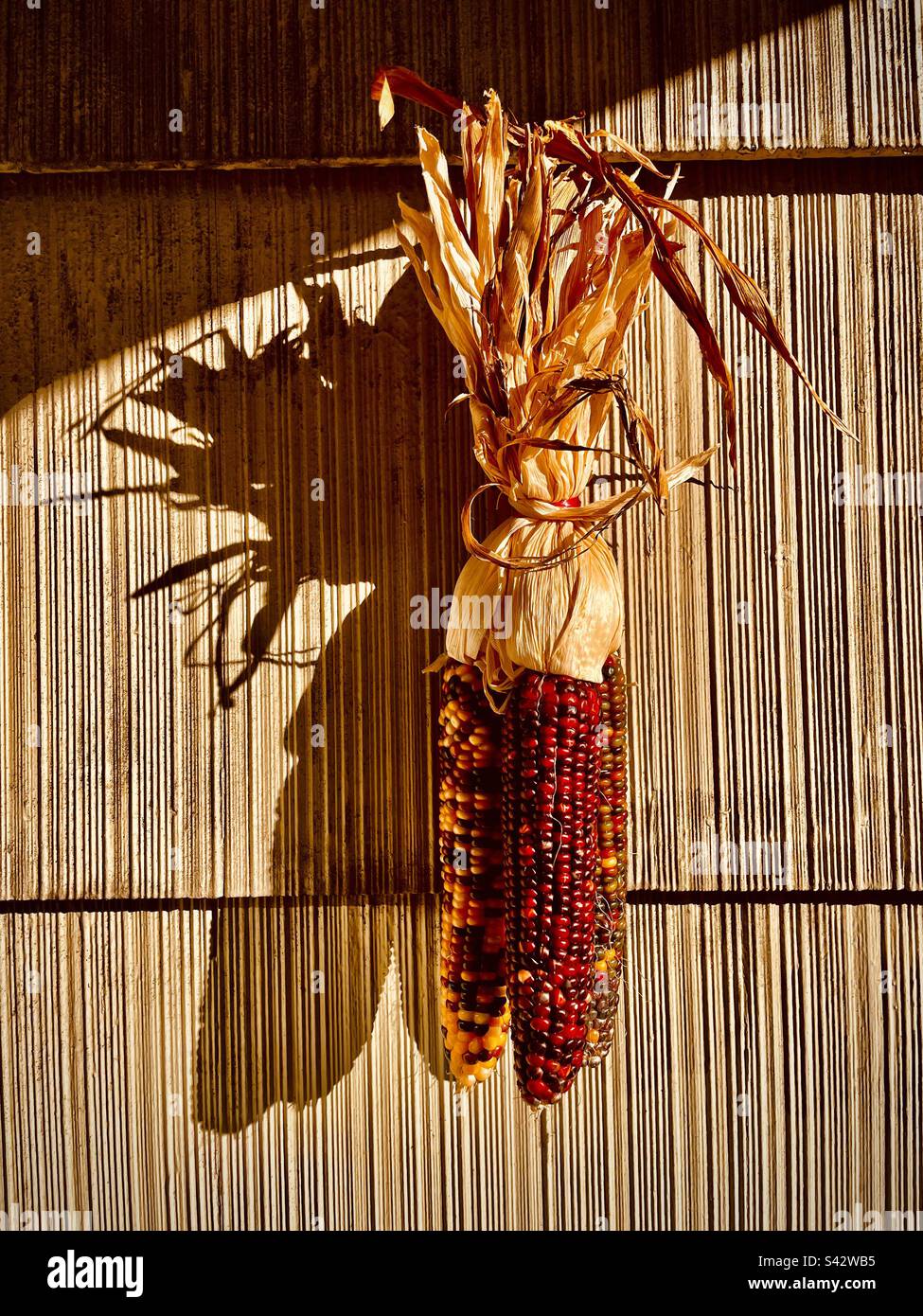 Fall symbol , corn husks announce the change in season. Autumn, time to cozy up and layer. - Smartphone Captured Stock Image