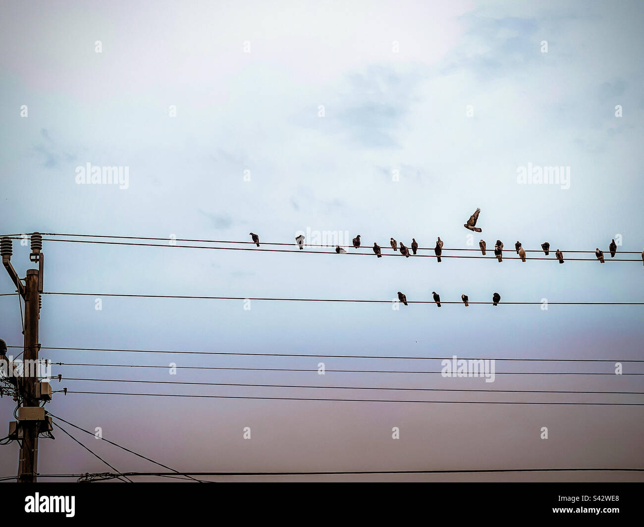 Group of birds sitting on power lines with one bird flying off above against overcast sunset sky. - Smartphone Captured Stock Image
