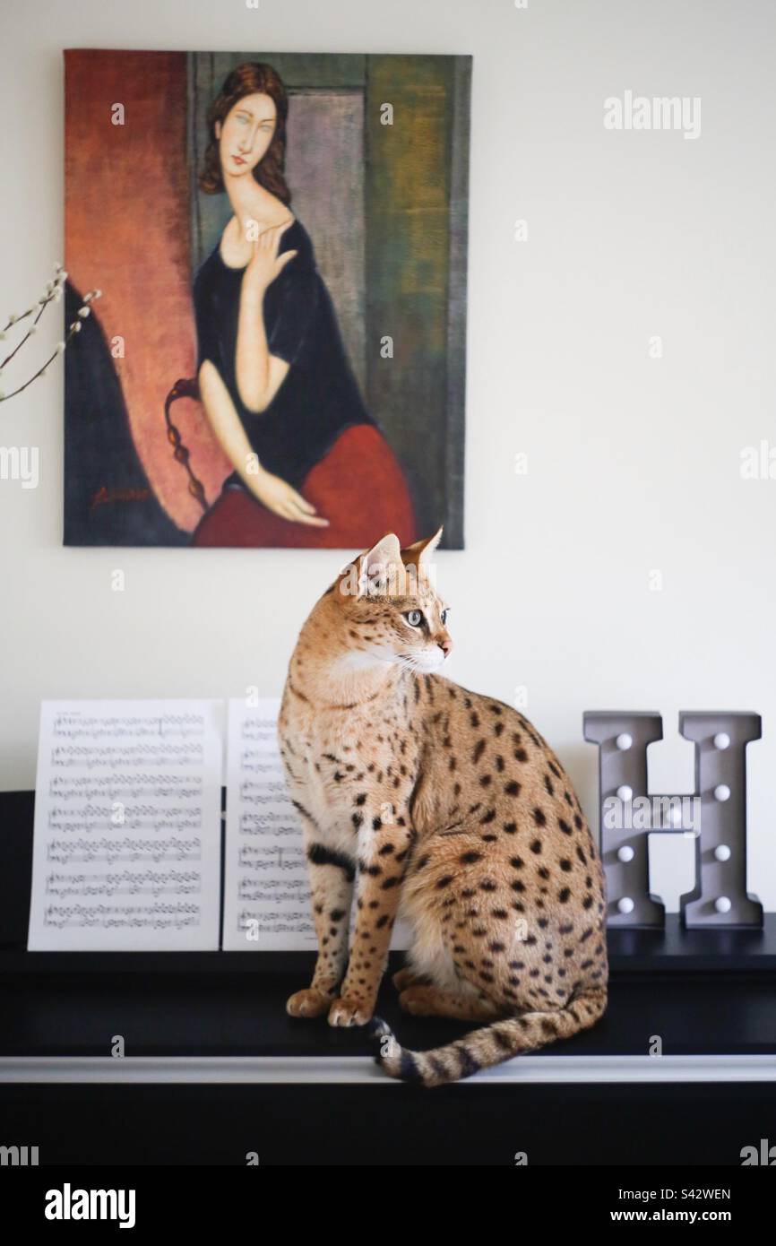 Chip cat on the piano Stock Photo Alamy