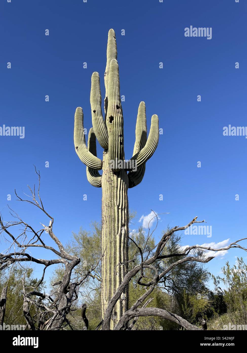 Giant six arm Saguaro cactus towering into brilliant blue sky, rising like a phoenix from dead branches at its base, Phoenix Mountains Preserve, 40th Street trailhead, Piestewa Peak, Dreamy Draw, AZ Stock Photo