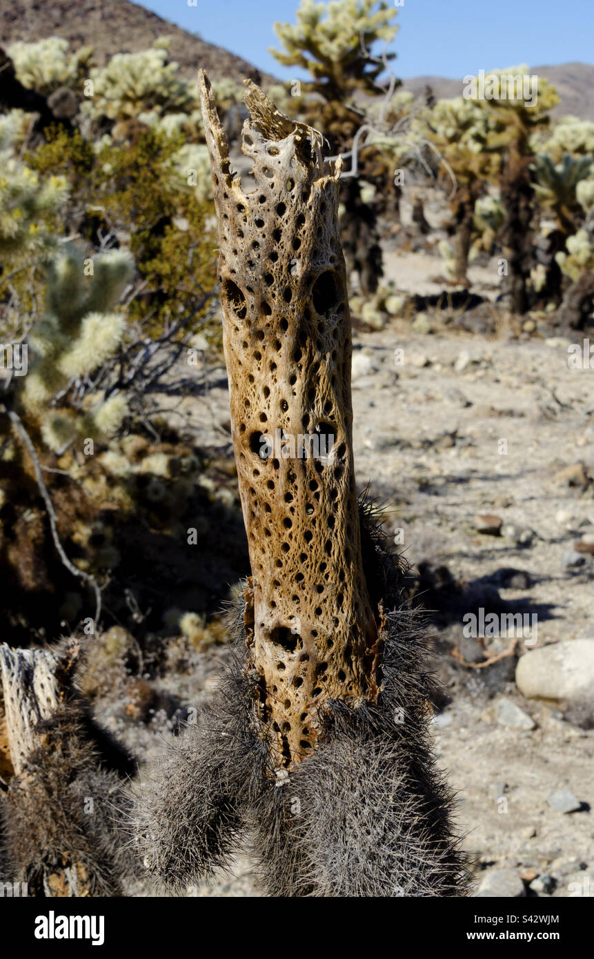 Dying cactus hi-res stock photography and images - Alamy
