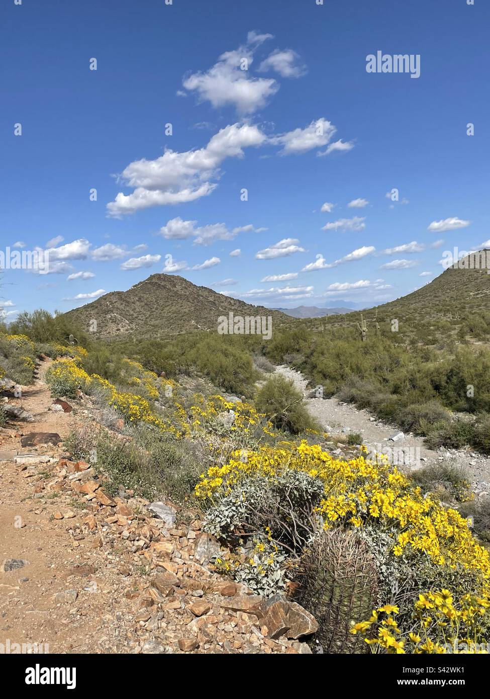 Barrel cactus, trail and desert wash flanked by brilliant yellow brittle bushes, fluffy clouds in bright blue sky over mountain peak, Phoenix Mountains Preserve, Dreamy Draw, 40th street trailhead, AZ Stock Photo