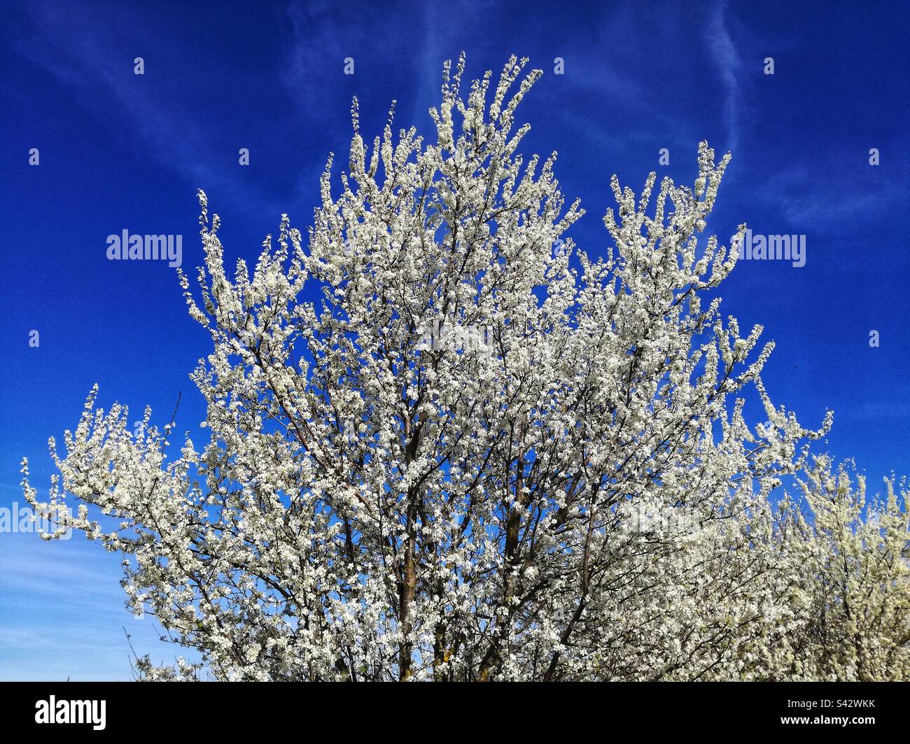 Sour cherry in blossom Stock Photo